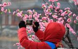 春天来了 你需要一份北京三月赏花时间表