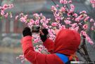 春天来了 你需要一份北京三月赏花时间表